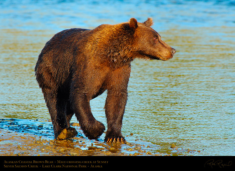 BrownBear_CrossingCreek_X2873