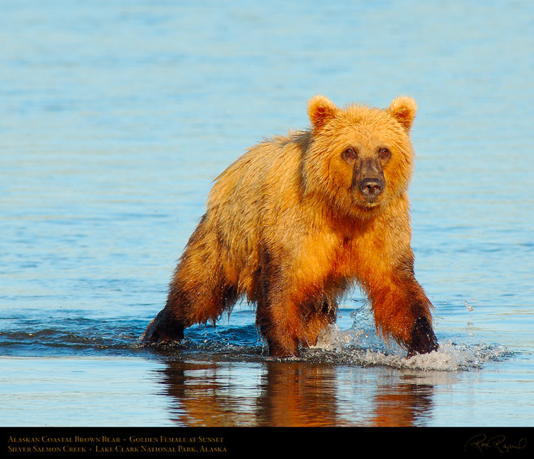 BrownBear_GoldenFemale_atSunset_X3205M