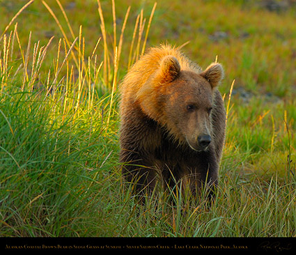 BrownBear_atSunrise_X2921M