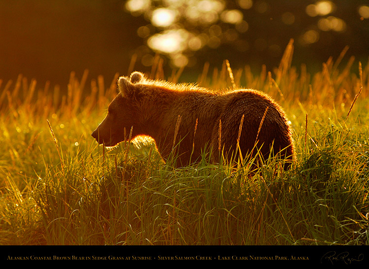 BrownBear_atSunrise_X2930