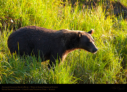 BrownBear_inSedgeGrass_HS2268