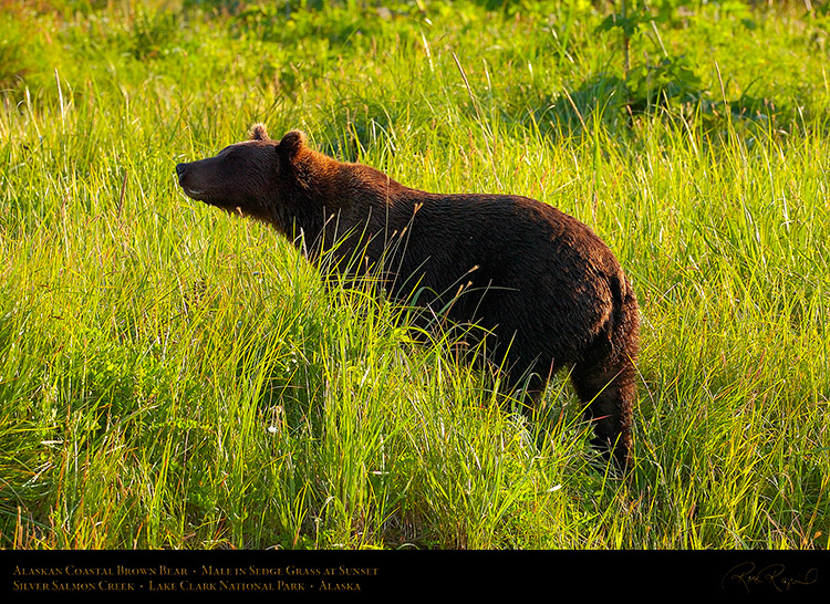 BrownBear_inSedgeGrass_HS2271