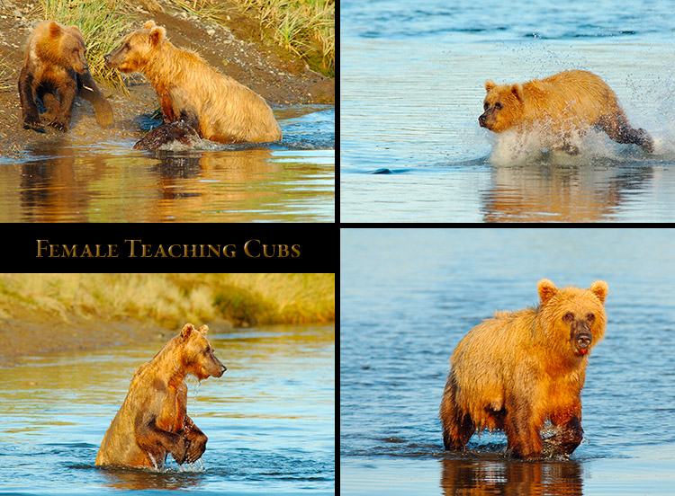 Female_TeachingCubs