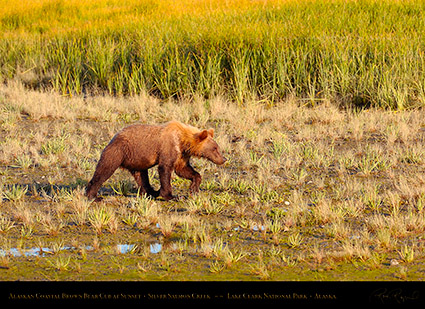 BrownBearCub_atSunset_HS2302