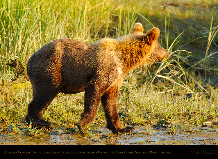 BrownBearCub_atSunset_X3219