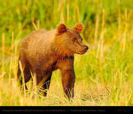 BrownBearCub_atSunset_X3220M