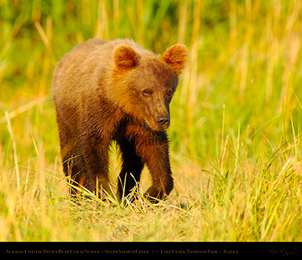 BrownBearCub_atSunset_X3222M