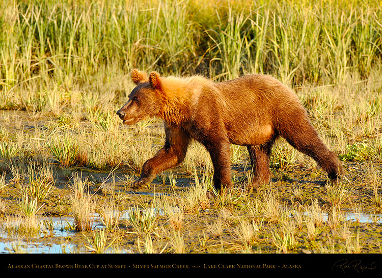 BrownBearCub_atSunset_X3240