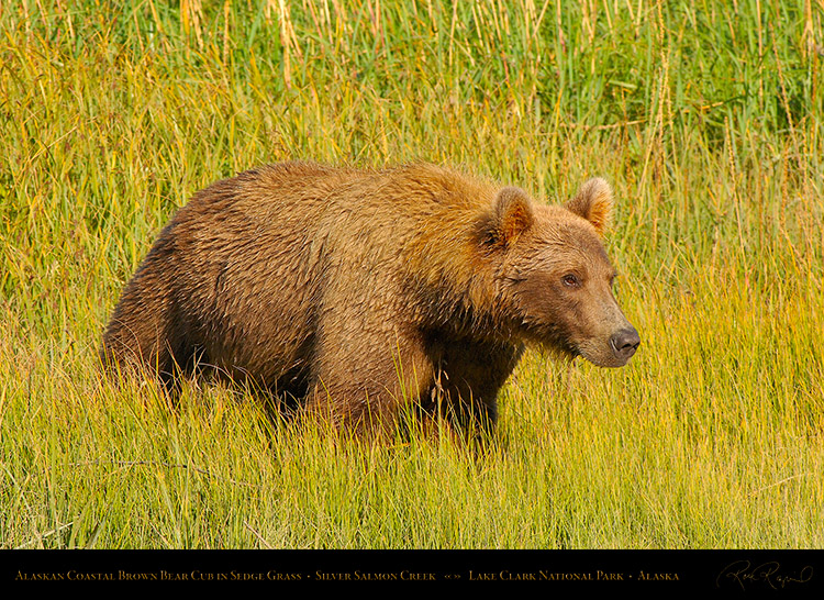 BrownBearCub_inSedgeGrass_X3737