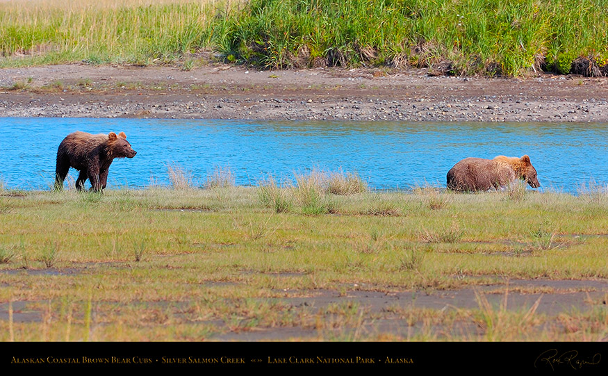 BrownBearCubs_HS2240_16x9