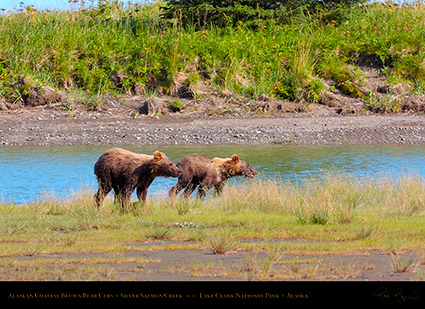 BrownBearCubs_HS2243
