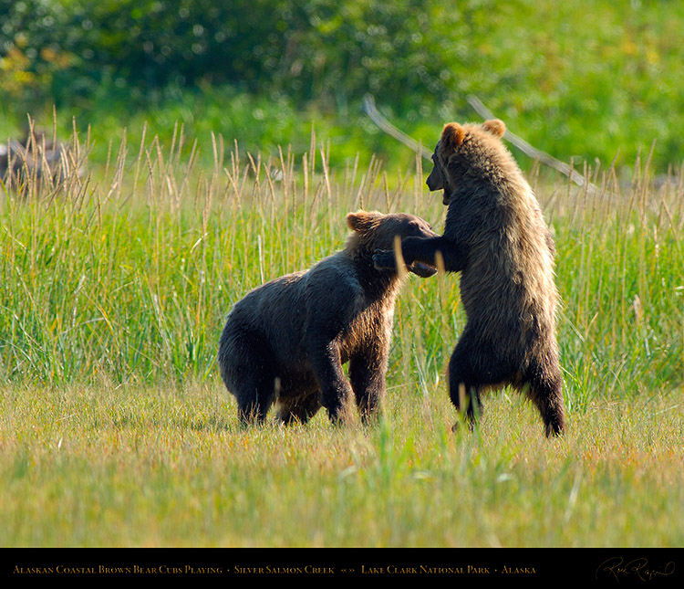 BrownBearCubs_Playing_X2825M