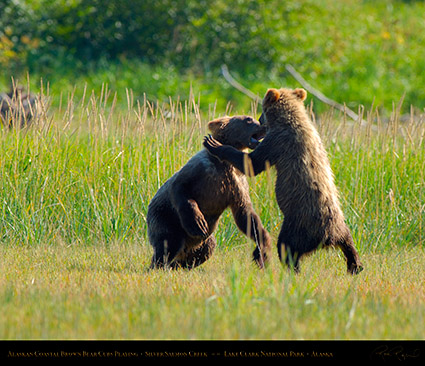 BrownBearCubs_Playing_X2826M