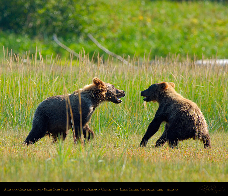 BrownBearCubs_Playing_X2830M