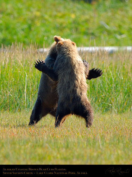 BrownBearCubs_Playing_X2833