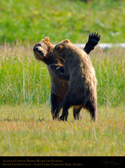 BrownBearCubs_Playing_X2836