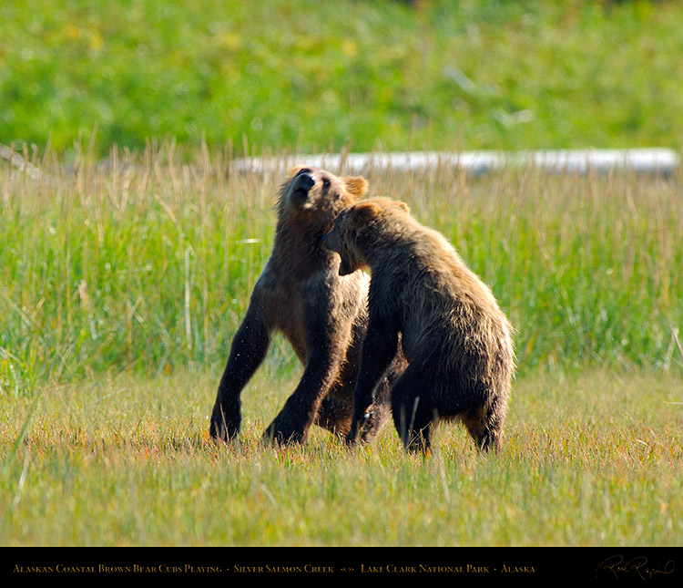 BrownBearCubs_Playing_X2840M