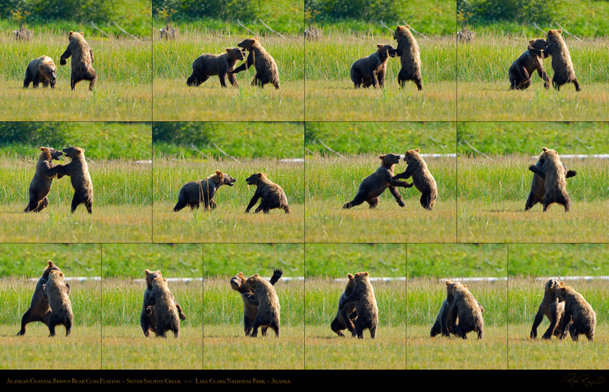 BrownBearCubs_Playing_XXXL