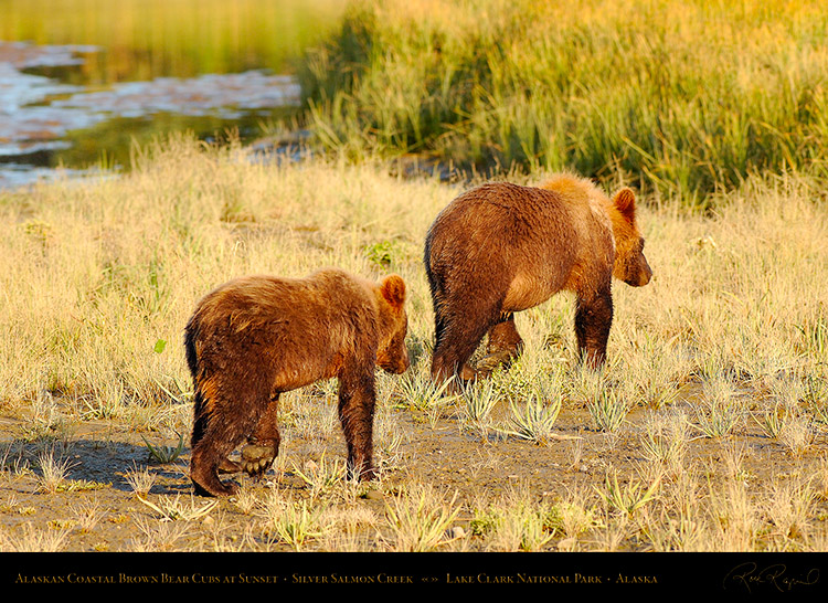 BrownBearCubs_atSunset_X3242