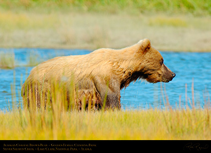 BrownBear_GoldenFemale_ClimbingBank_X2790