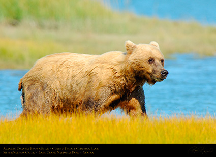 BrownBear_GoldenFemale_ClimbingBank_X2793