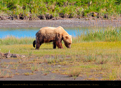 BrownBear_GoldenFemale_HS2238