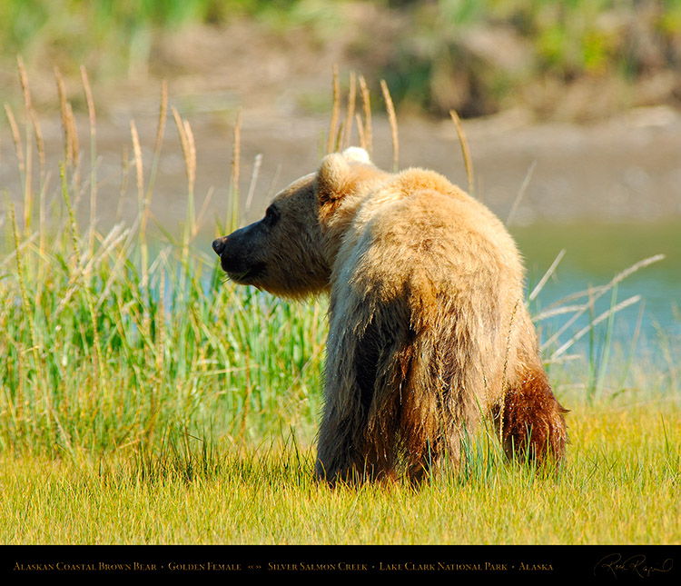 BrownBear_GoldenFemale_X2801M