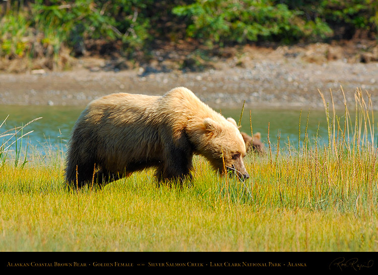 BrownBear_GoldenFemale_X2803