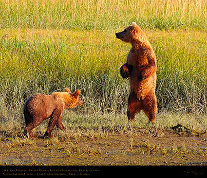 BrownBear_GoldenFemale_andCub_HS2308c_M