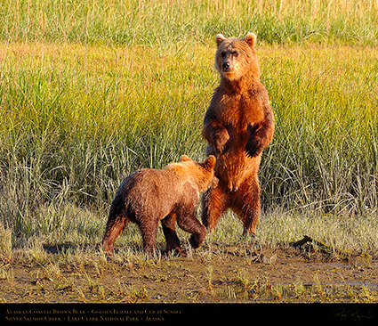 BrownBear_GoldenFemale_andCub_HS2310c_M