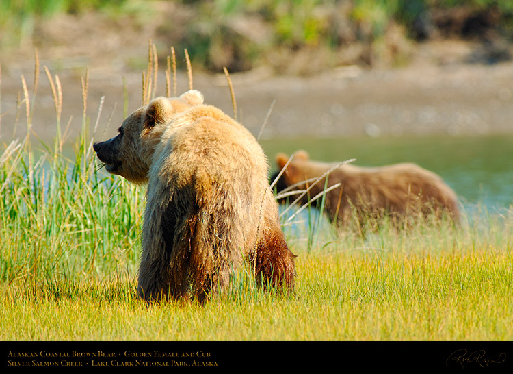 BrownBear_GoldenFemale_andCub_X2802