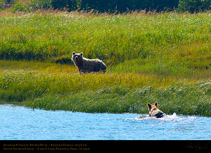 BrownBear_GoldenFemale_andCub_X2855