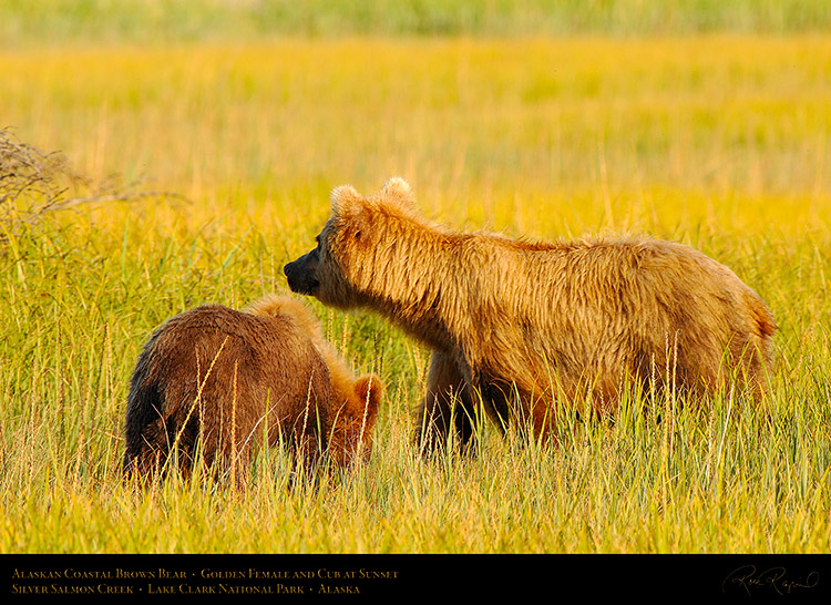 BrownBear_GoldenFemale_andCub_X3244