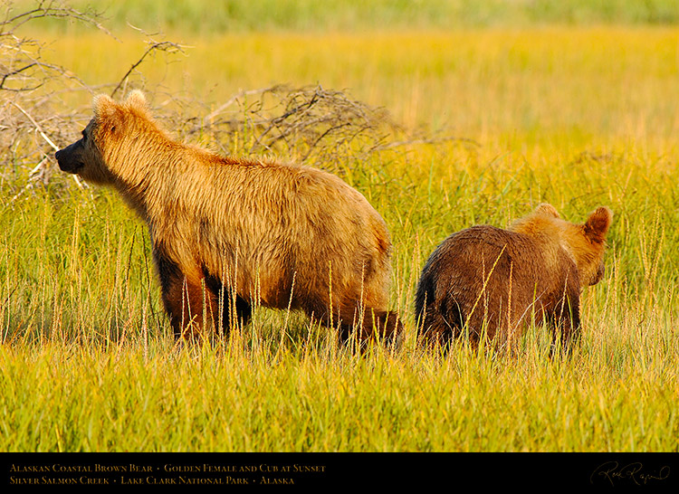 BrownBear_GoldenFemale_andCub_X3245