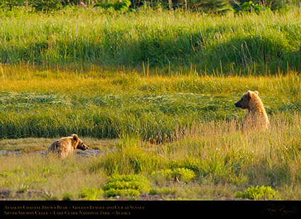 BrownBear_GoldenFemale_andCub_X3247