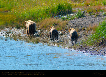 BrownBear_GoldenFemale_andCubs_X2853