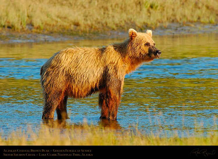 BrownBear_GoldenFemale_atSunset_X3075