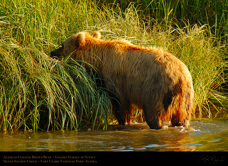 BrownBear_GoldenFemale_atSunset_X3217