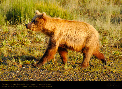 BrownBear_GoldenFemale_atSunset_X3232