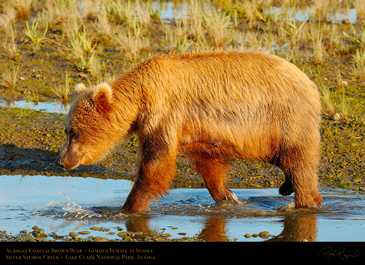 BrownBear_GoldenFemale_atSunset_X3234