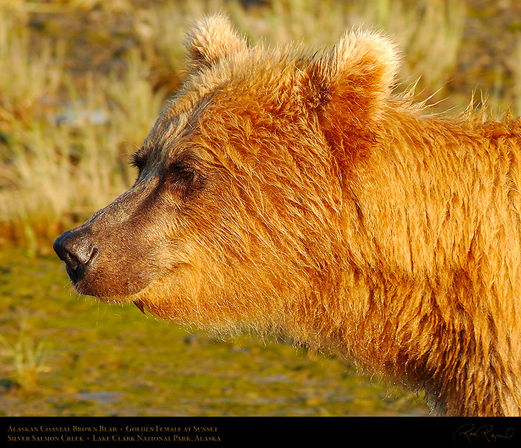 BrownBear_GoldenFemale_atSunset_X3236c_M