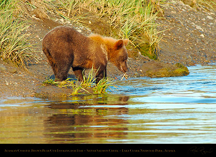 BrownBearCub_Looking_forFish_X3194