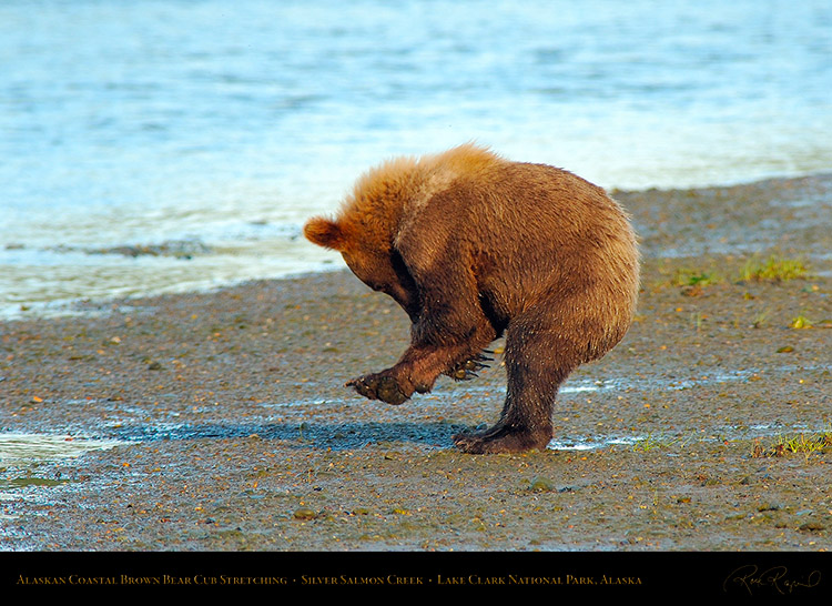 BrownBearCub_Stretching_X3176