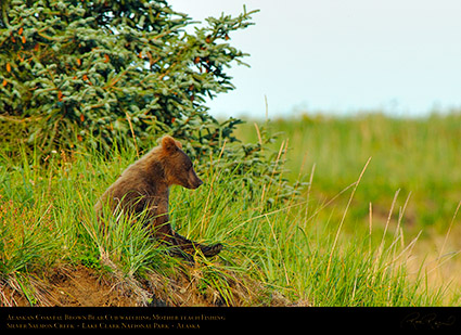 BrownBearCub_WatchingMom_X3180
