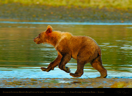 BrownBearCub_atSunset_X3134