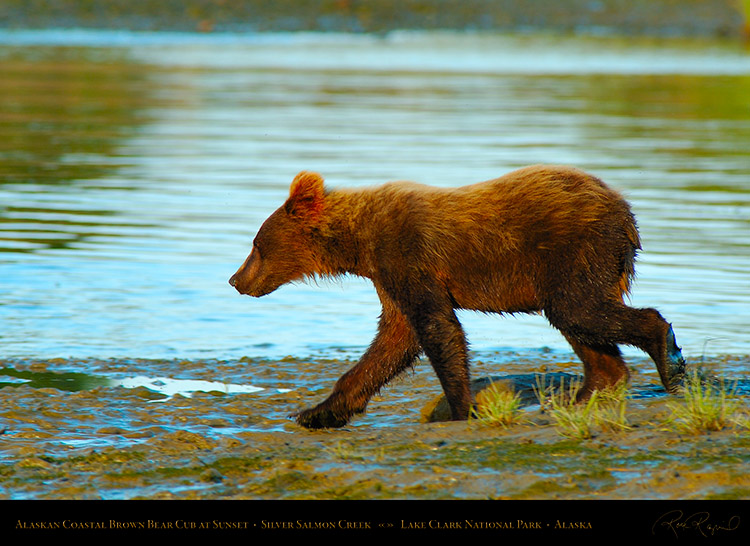 BrownBearCub_atSunset_X3139