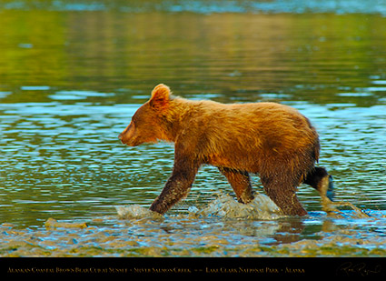 BrownBearCub_atSunset_X3143