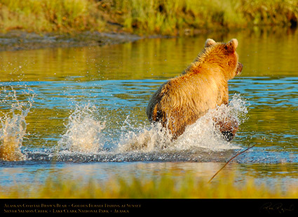 BrownBear_GoldenFemale_Fishing_X3092