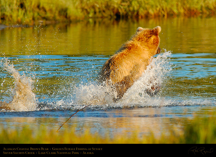 BrownBear_GoldenFemale_Fishing_X3094