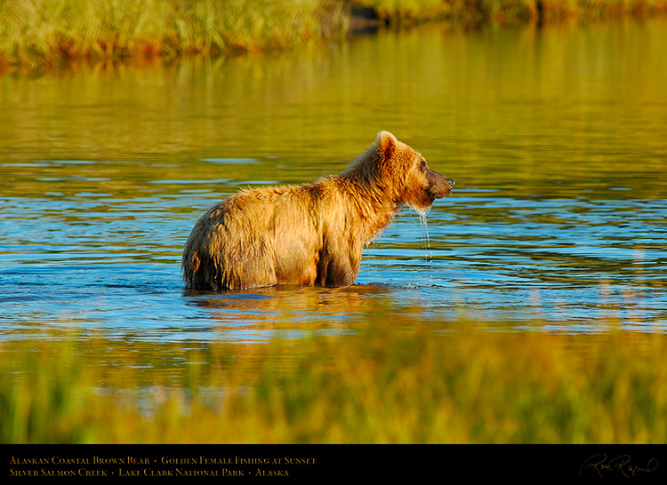 BrownBear_GoldenFemale_Fishing_X3095